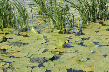 Yellow water flowers ( Nuphar Lutea )