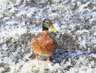 Male wild duck, Anas platyrhynchos, weir