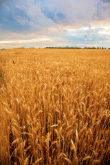wheat field sunset