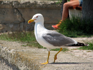 Seagulls