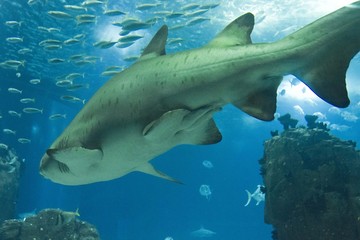 Fototapeta premium Shark swimming in Lisbon Aquarium, surrounded by other little fish
