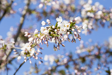 Sakura. Tree cherry on the garden.