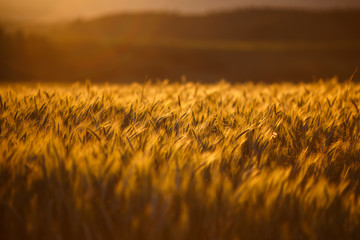 Cornfield