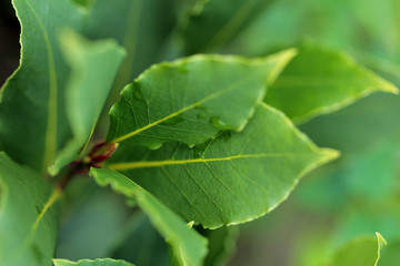 Fresh branch of laurel in the garden close up isolated on nature green backgound