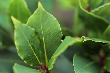 Fresh branch of laurel in the garden close up