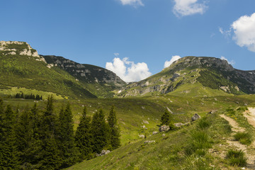 Idylic meadow