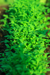 Gartenkresse im Beet
