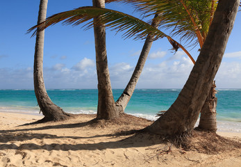 Curved palm on the morning ocean