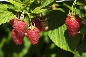 Raspberries on the plant
