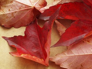 Vine leaves with autumn tints