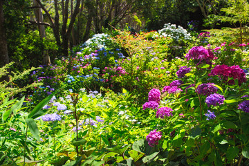 Blossom of colorful vivid flowers. Wellington Botanic garden