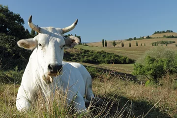 Wall murals Cow closeup of white tuscan cow on pasture with hills on the backgro