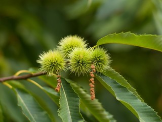 Chestnut tree close up with green unriped chestnuts and leaves in the summer in the park in Czech republic