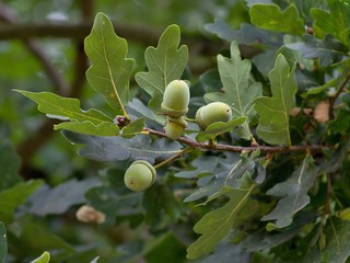 Fresh unriped green acorn on the twigs of oak tree with leaves © jdmfoto