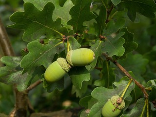 Fresh unriped green acorn on the twigs of oak tree with leaves © jdmfoto
