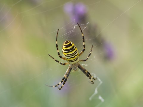 Diadem spider on the siper web close up in the summer in lavender bush waiting for the catch