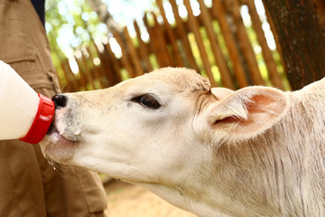 white calf drink milk from nipple bollte © ulianna19970