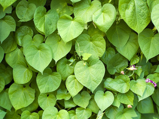 green leaves background