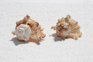 Obraz na płótnie Canvas Shells on white sand 