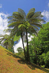 Obraz premium Azoren sao miguel portugal 