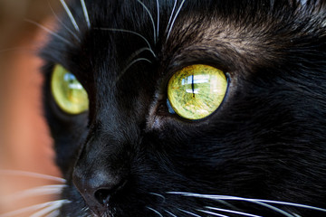 Eyes of a  cat closeup.