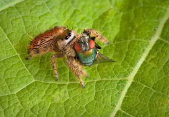 Jumping spider with fly
