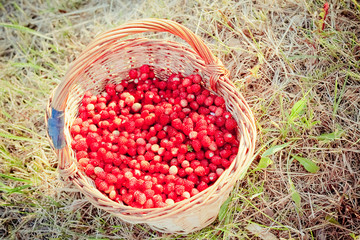 Basket of fresh strawberries