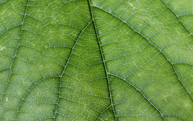 Translucent leaf
