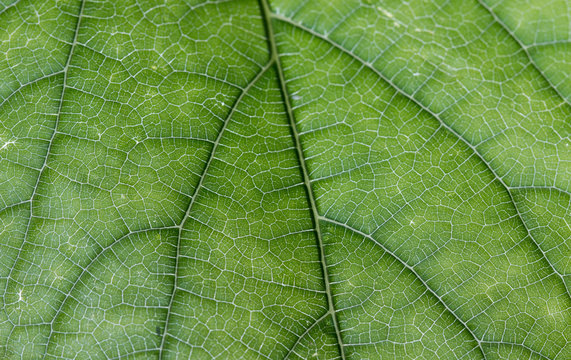 Translucent Leaf