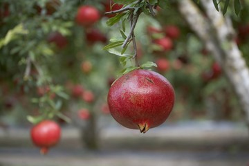A pomegranate handing on a tree