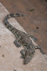 Baby Crocodile