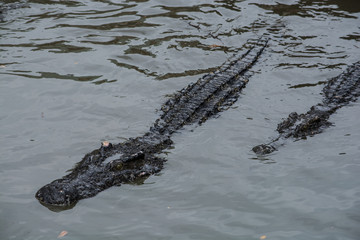 Sweet crocodile dream