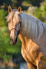 Cream horse