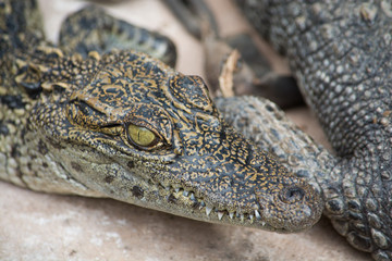 Crocodile cub
