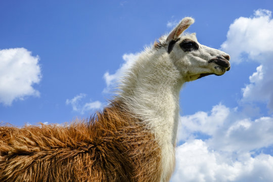 Braun-weißes Lama aus der Froschperspektive vor blauem Himmel