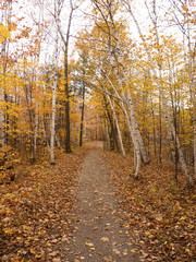 the Path Through the Fall Trees