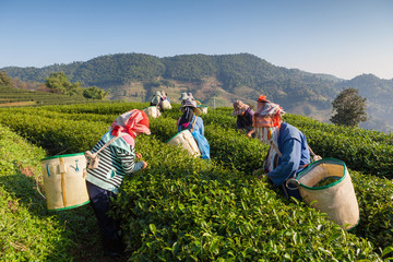Tea plantation at Chui Fong , Chiang Rai, Thailand.