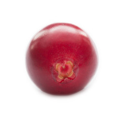 cowberry isolated