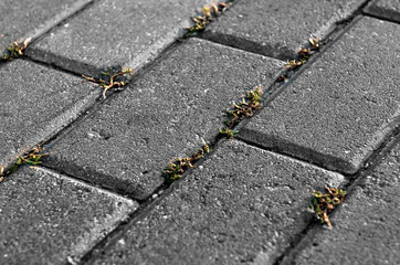 Obraz premium Grass makes