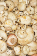 milk mushrooms