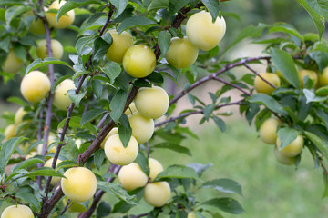 Yellow plum