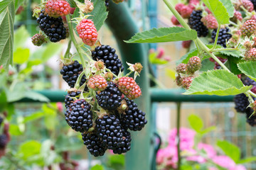Blackberries are ripening