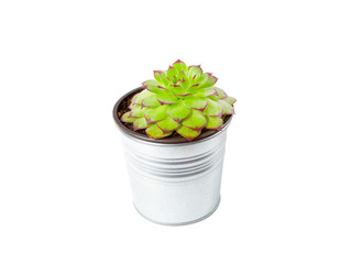 sempervivum succulent plant in metal pot on white background