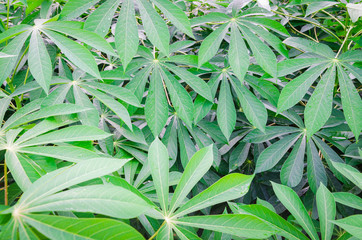 Cassava manioc leaf, close up shot, green leaf