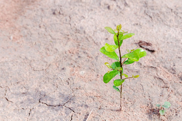 Small plant growing on dirty ground