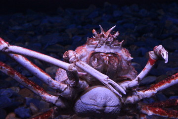 Huge crab in Lisbon Oceanario, Portugal