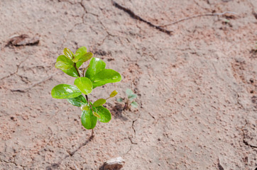 Small plant growing on dirty ground