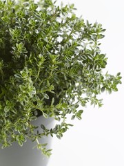 Thyme in a pot