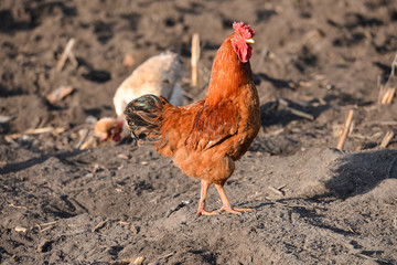 beautiful red rooster on the farm, proud walking through the yar