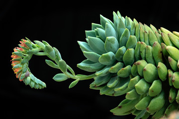 Fototapeta premium Cactus
